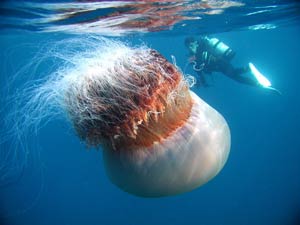 Giant Jellyfish