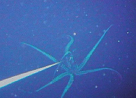 Giant Squid 2