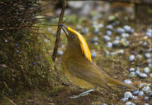 Golden Fronted Bowerbird