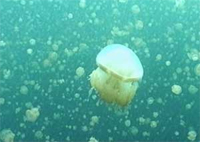 Jellyfish Lake