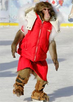 Monkey Ice Skating