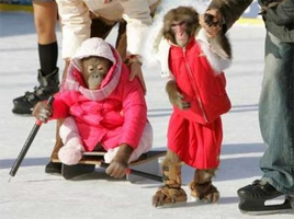Monkeys On Ice
