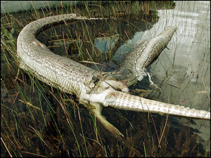Python Eating Alligator