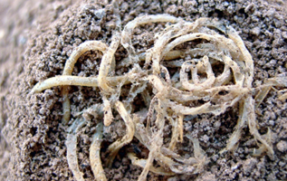 4,000 Year Old Noodles