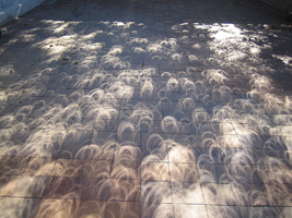 Eclipse pattern on ground