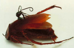 Zombie Cockroach